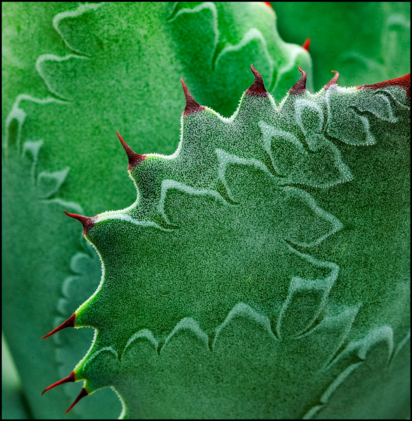 Agave 26