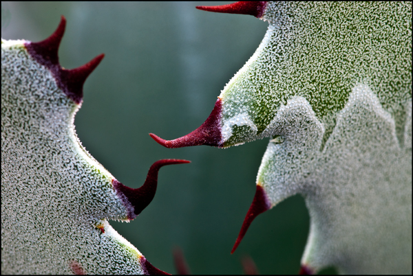 Agave 128