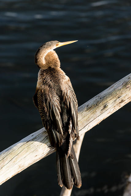 Anhinga