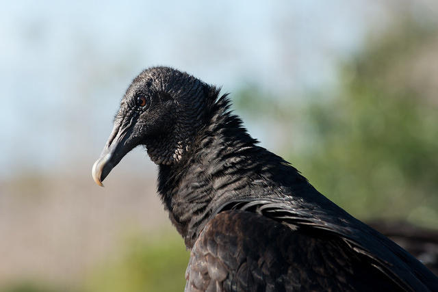 Black Vulture