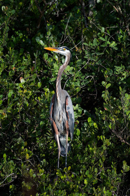 Great Blue Heron