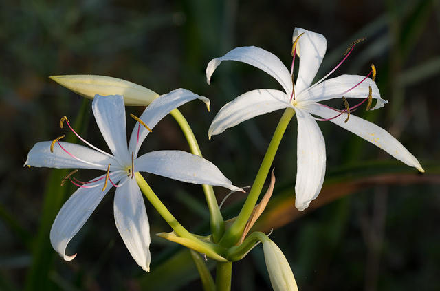 String-Lilly