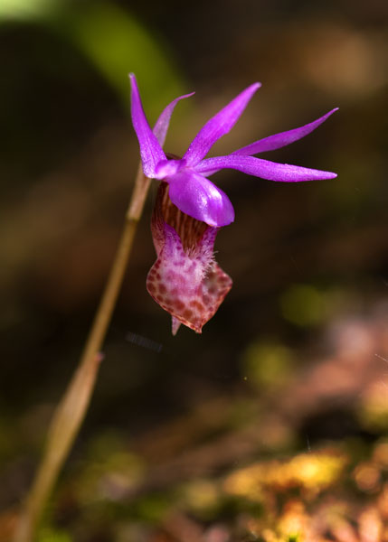 CalypsoOrchid014