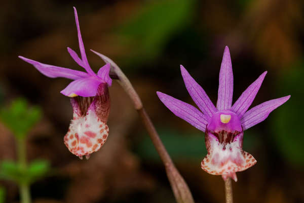 Calypso Orchids