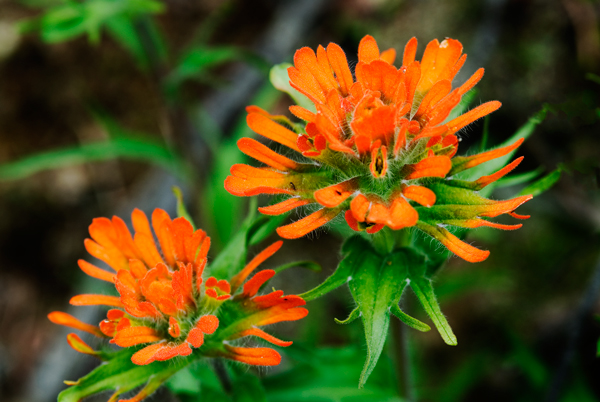 Indian-Paintbrush