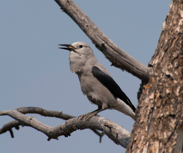 Clarks Nutcracker