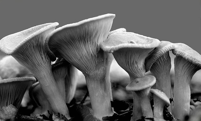 Dancing Mushrooms