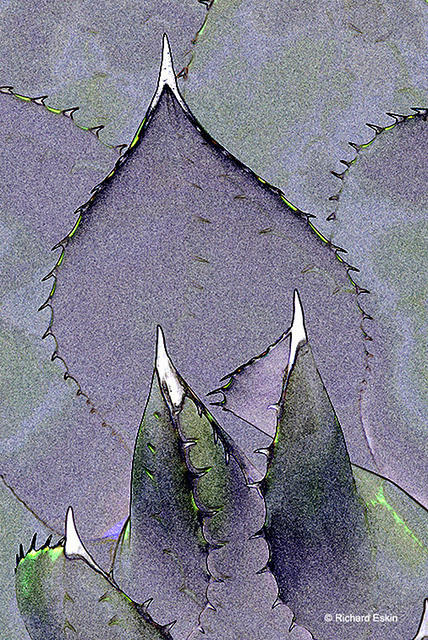 Agave095MASTER+1