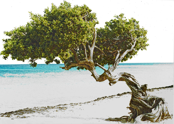 Divi-Divi Tree