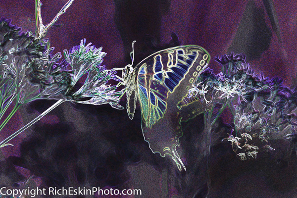 TigerSwallowtail
