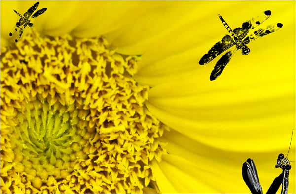 Yellow Flower, Mantis and Dragonflies
