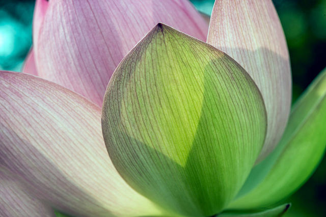 Lotus Blossom
