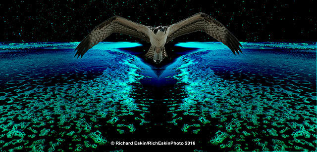 Sea Eagle