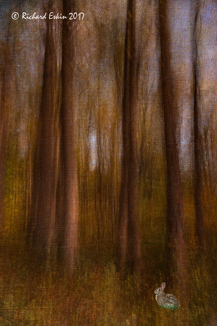RabbitInTheTrees D8E 6032