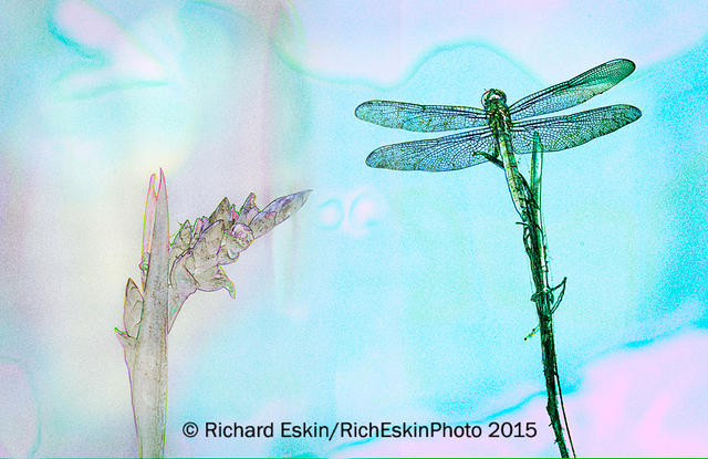 Slaty Skimmer & Wetland Plant