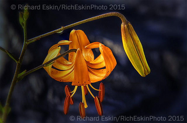 Tiger Lily