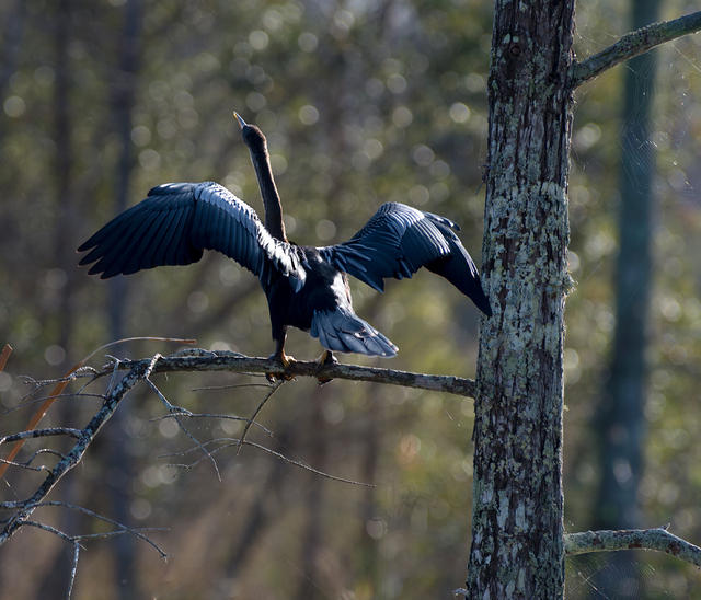 Anhinga