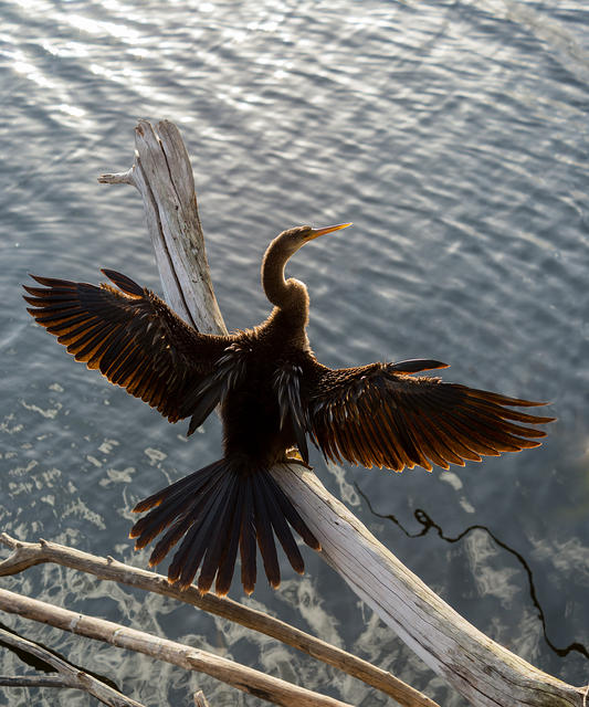 Anhinga