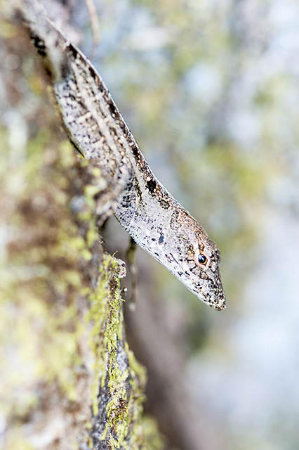 Brown Anole