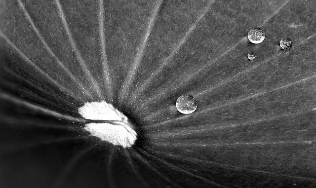 Drops on Lotus Leaf