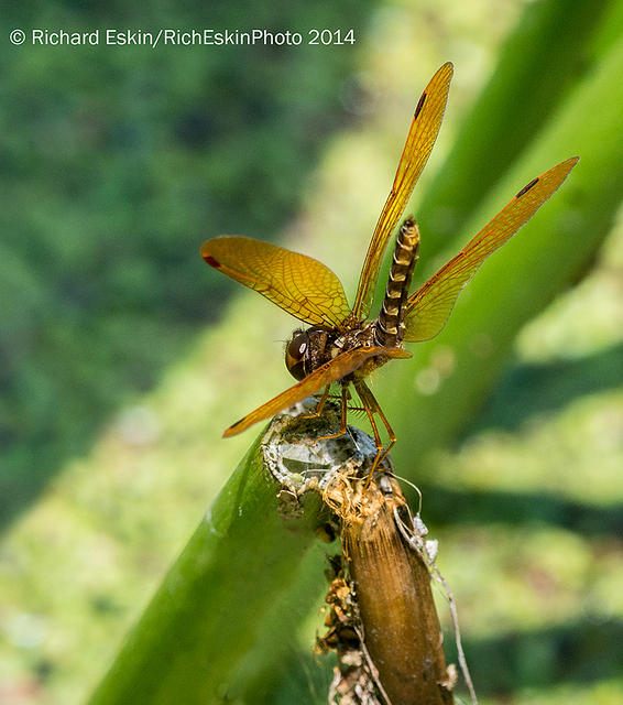 Eastern Amberwing