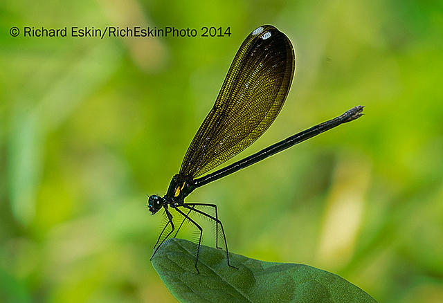 Ebony Jewelwing