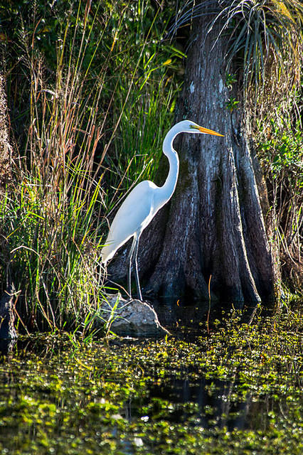 Great Egret