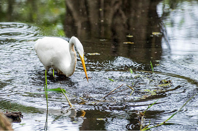 GreatEgret (65)