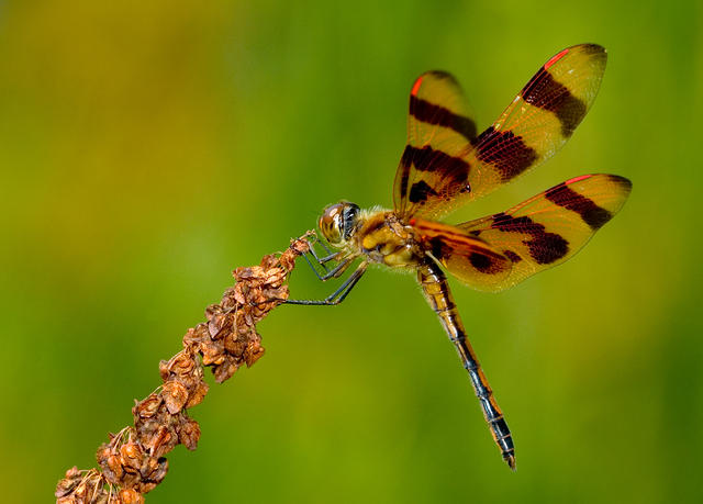 Halloween Pennant