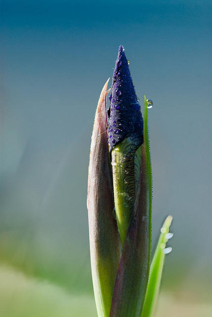 Iris Bud