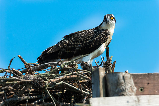 Osprey