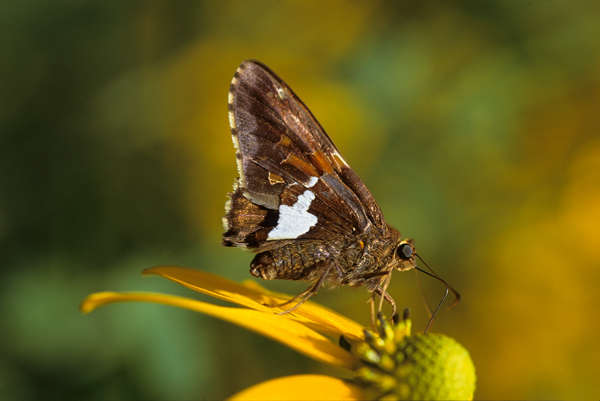 Silver Spotted Skipper