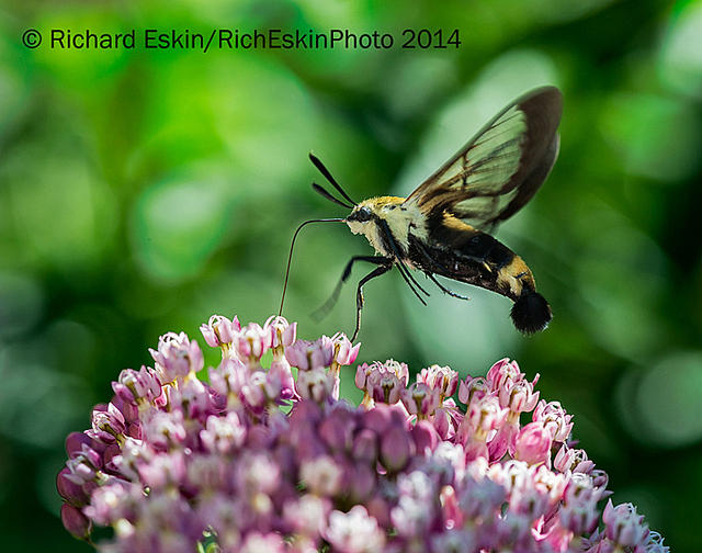 Snowberry Clearwing Moth