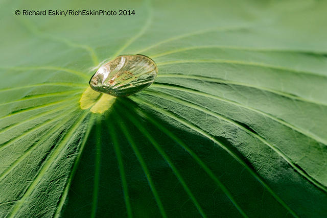Water Drop On Lotus