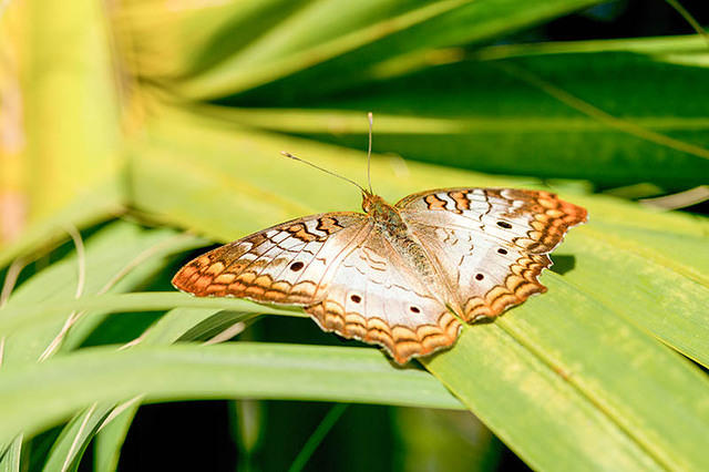 White Peacock butterfly