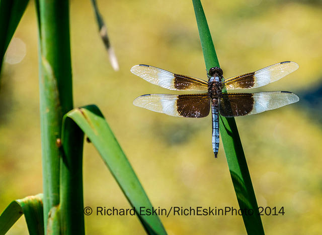 Widow Skimmer Dragonfly
