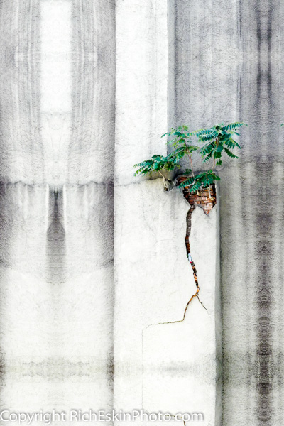 Tree of Heaven in Wall Crack