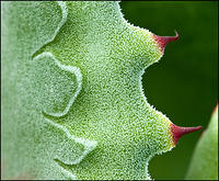 Agave 19