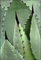 Agave 97
