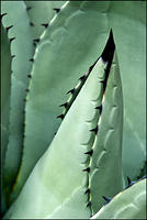 Agave 103