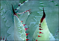 Agave 118