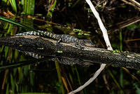 Big Cypress Swamp - Images from Artist in Residence