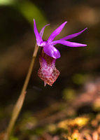 CalypsoOrchid014