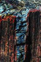 Petrified Wood at Crystal Forest