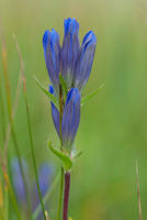 Bottle Gentian