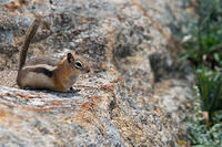 Golden Mantled Ground Squirrel