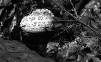 Recycle, Greenwich, CT, 1978