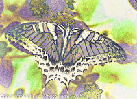 Tiger Swallowtail