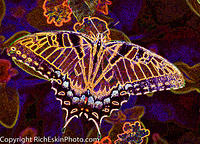 Tiger Swallowtail