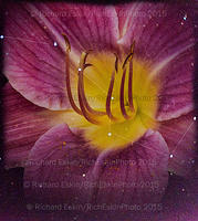 Day Lily-Night Sky